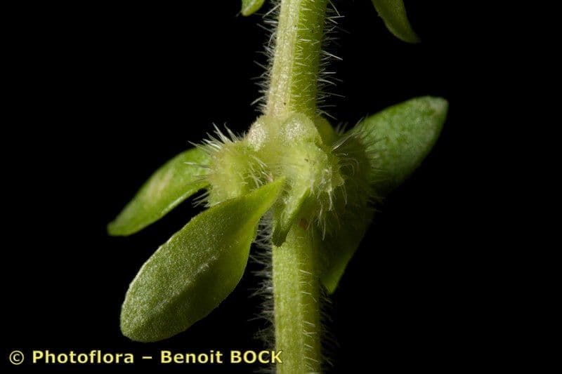 Valantia hispida 19
