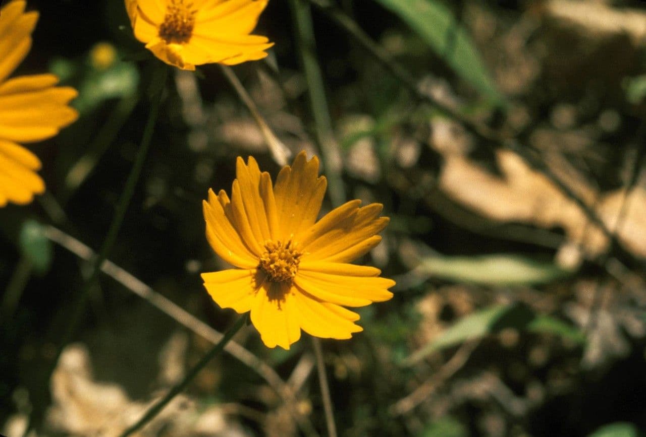Coreopsis pubescens 3