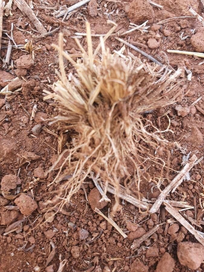 Microchloa 13