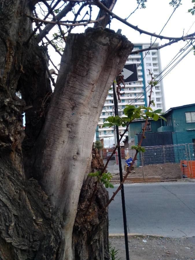 Tetrameles 10