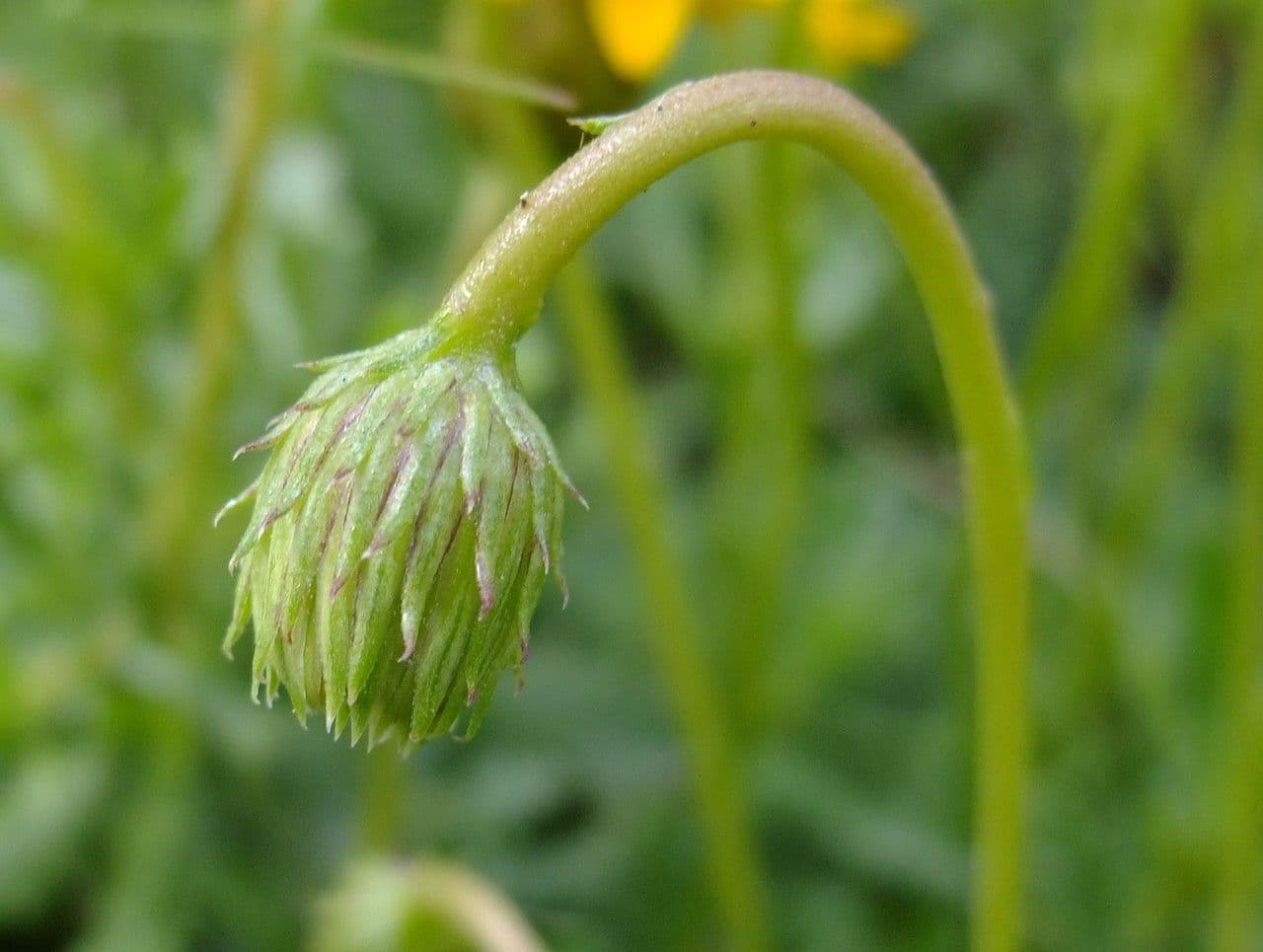 Haplopappus 6