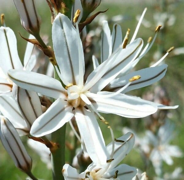 Asfodelo bianco 8
