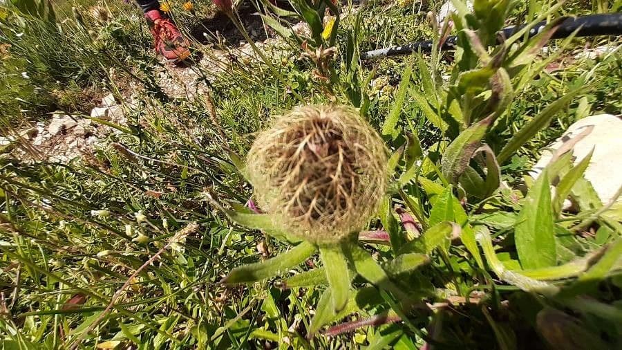 Einköpfige Flockenblume 3