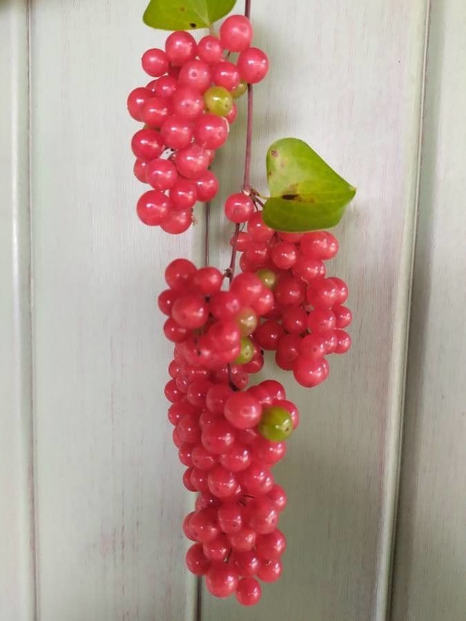 Schisandra chinensis 5