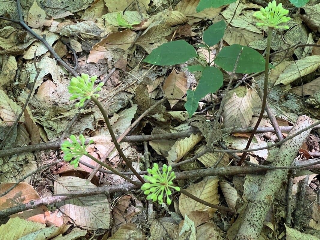 Ženšen americký 3