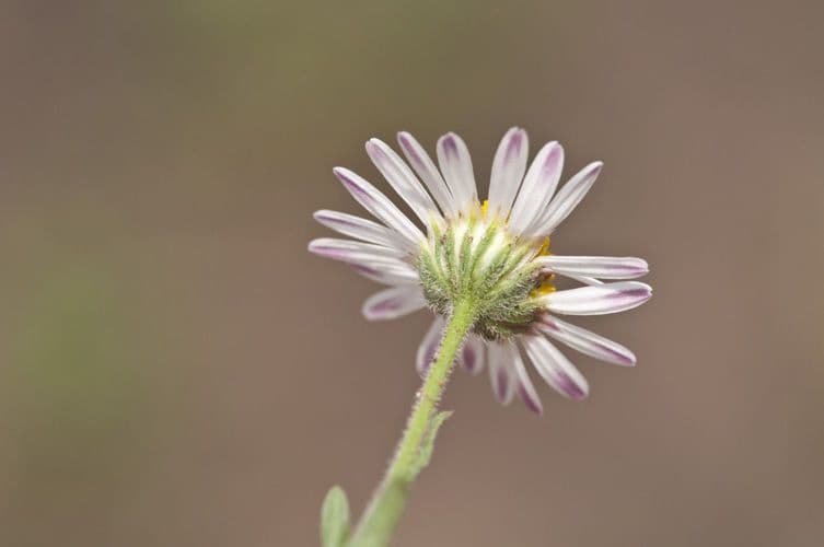 Aphanostephus