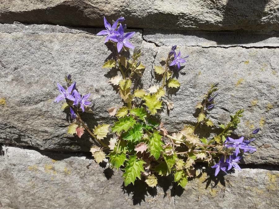 Campanula dell'Adriatico