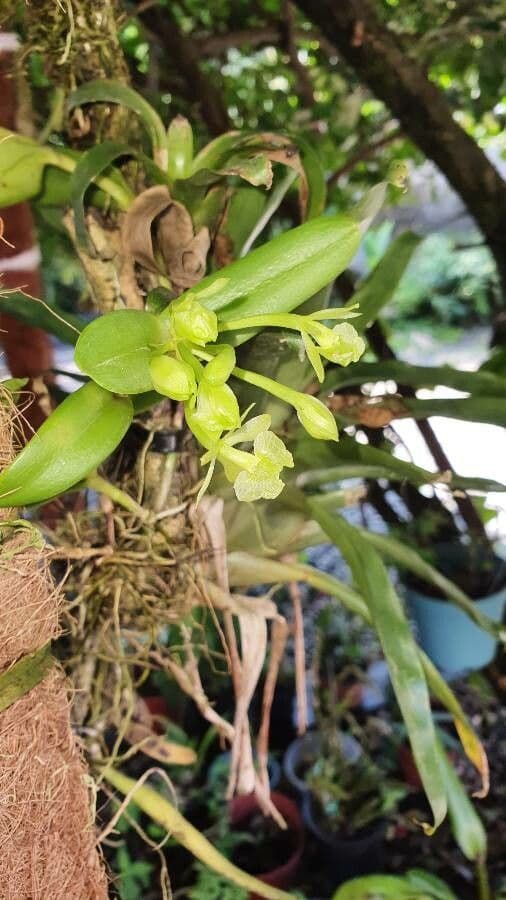 Epidendrum dáždnikový 4