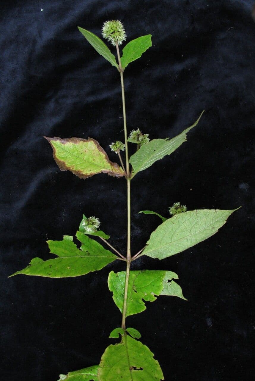 Cyathula 4