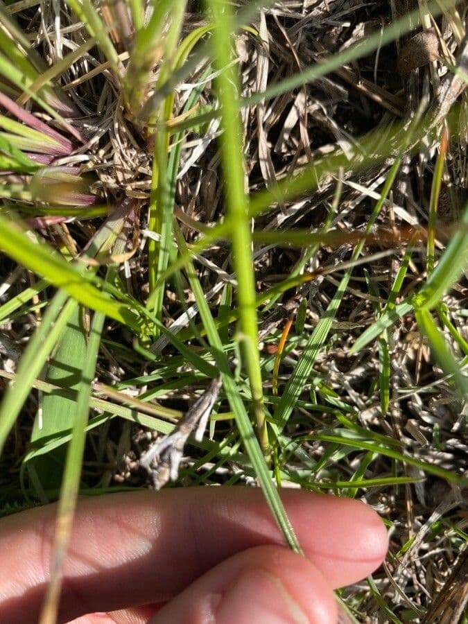 Nothoscordum bivalve 16