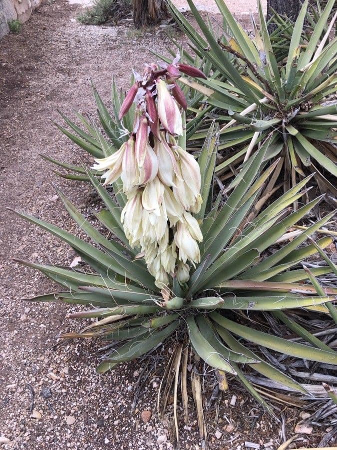 Yucca bacata 9