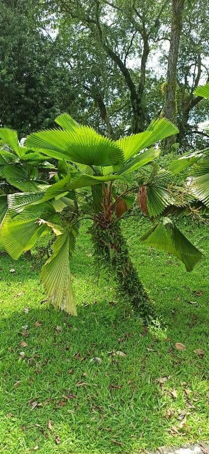 Palma a ventaglio di Vanuatu 11