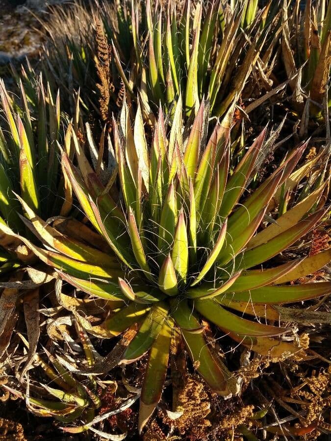Agave filifera 5