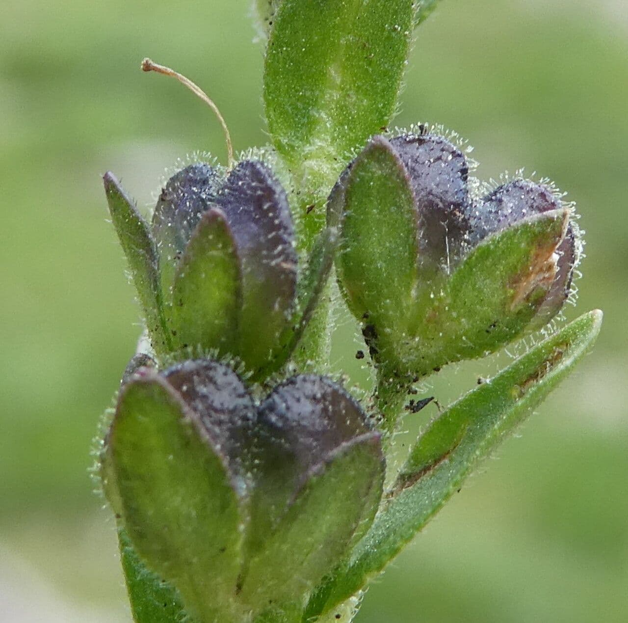 Veronica serpilifolia 4