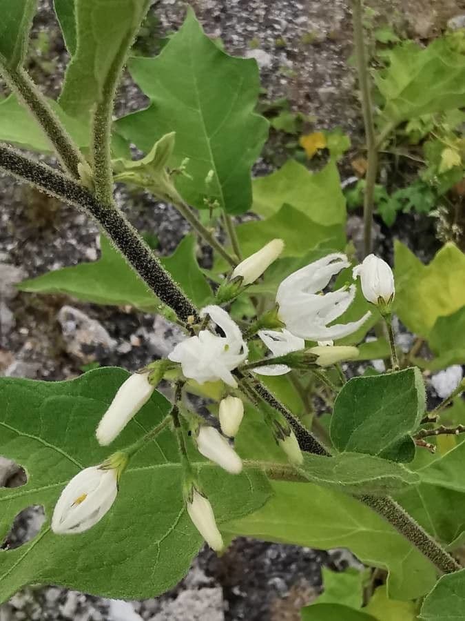 Solanum 11