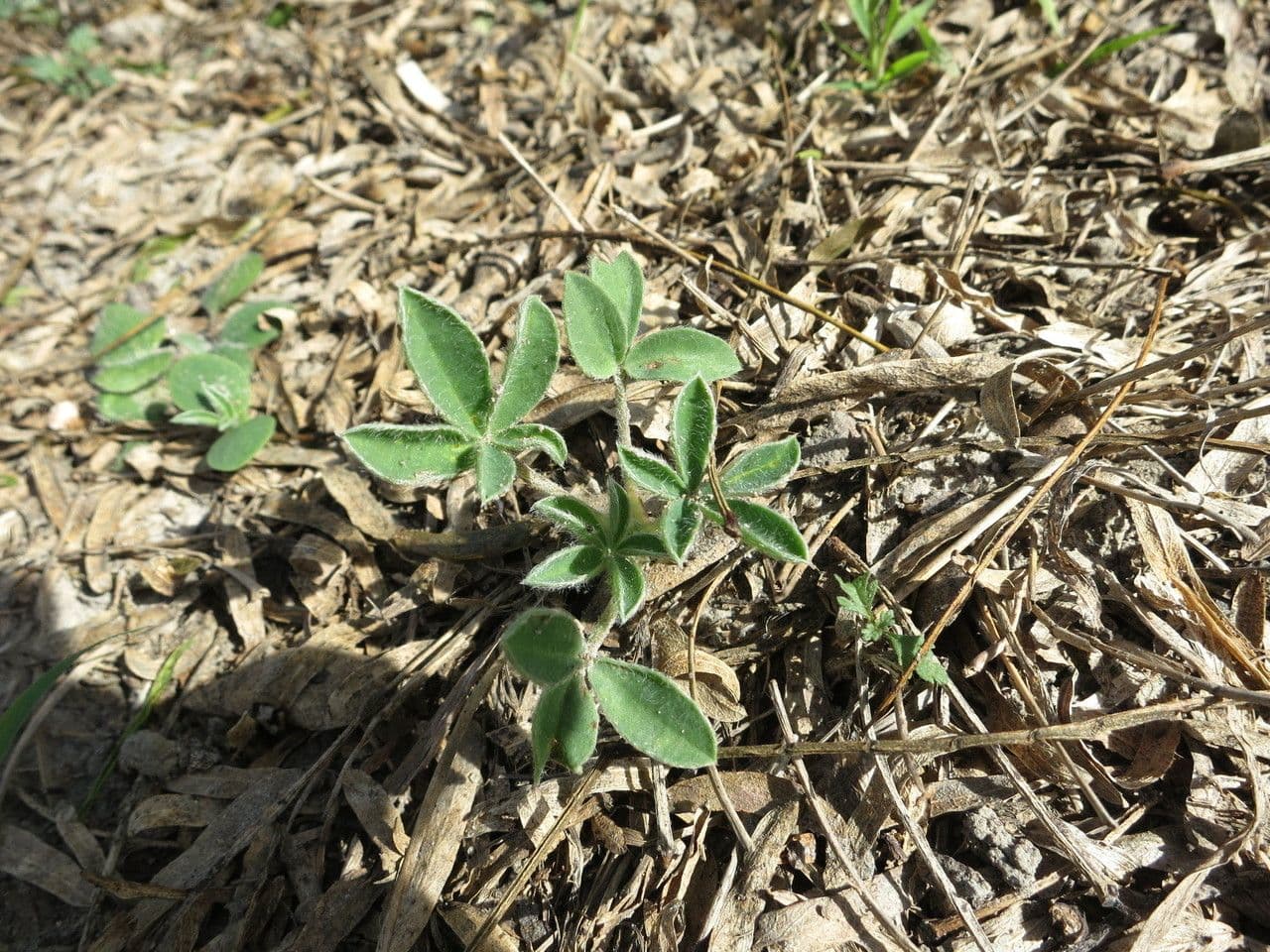 Lupinus texensis 10
