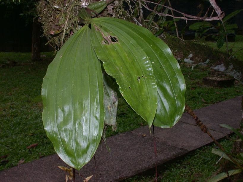 Gongora 17