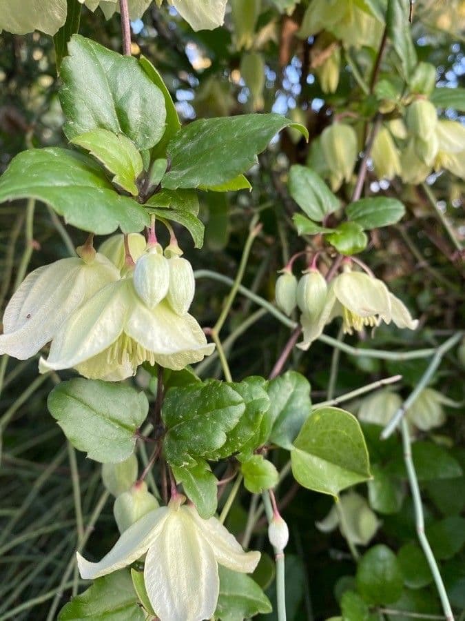 Clematis cirrhosa 6
