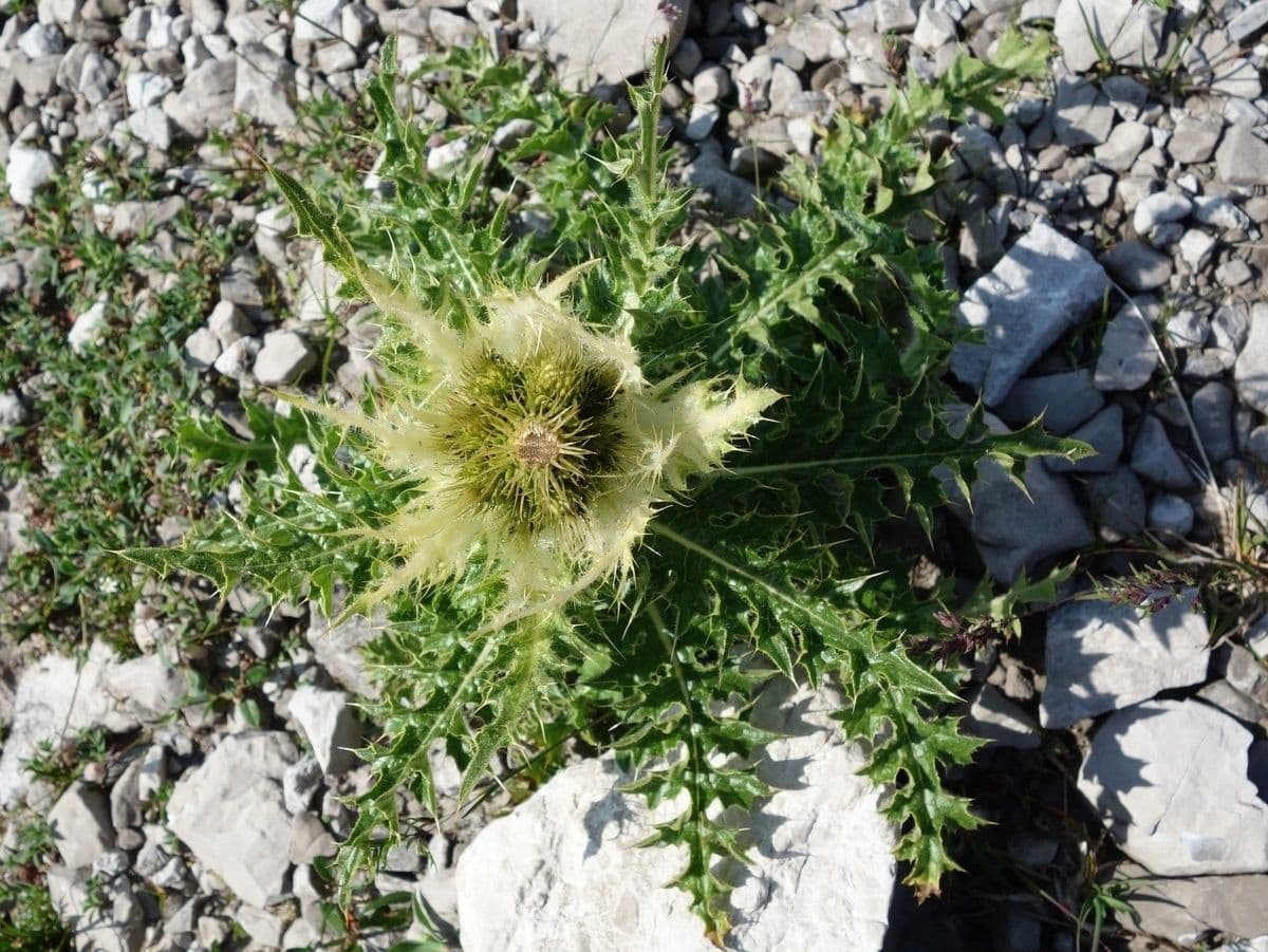 Cardo spinosissimo 7
