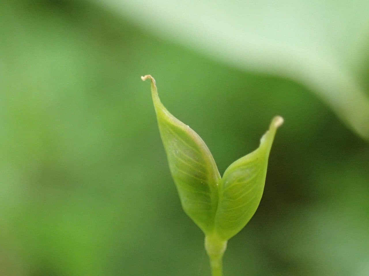 Glockenblume 5