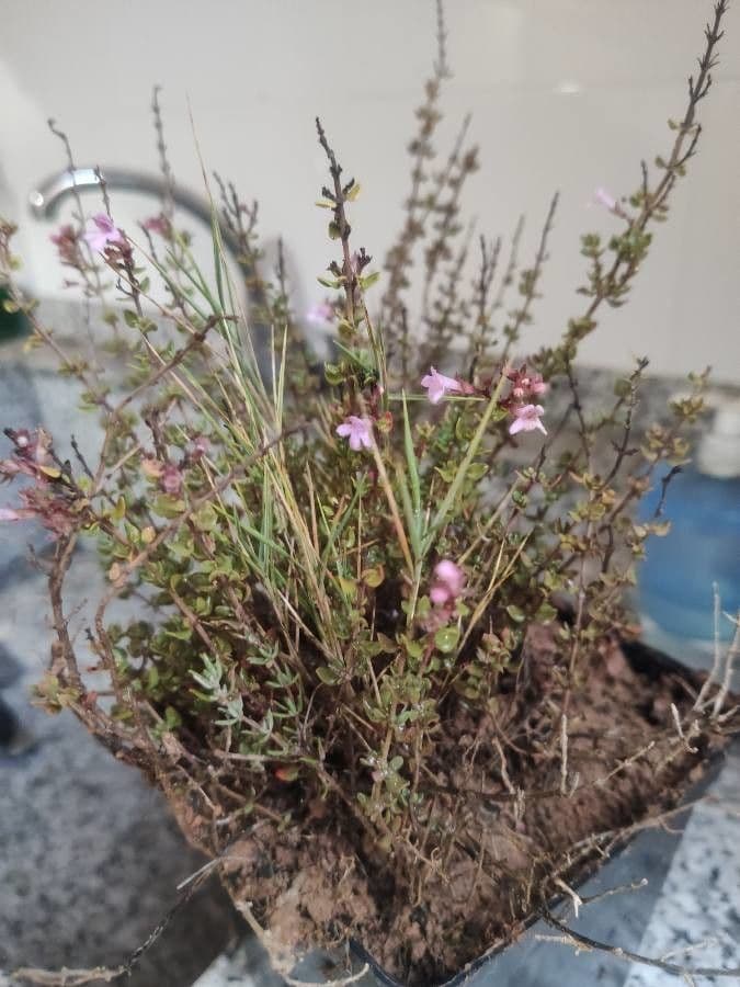 Micromeria marginata 13