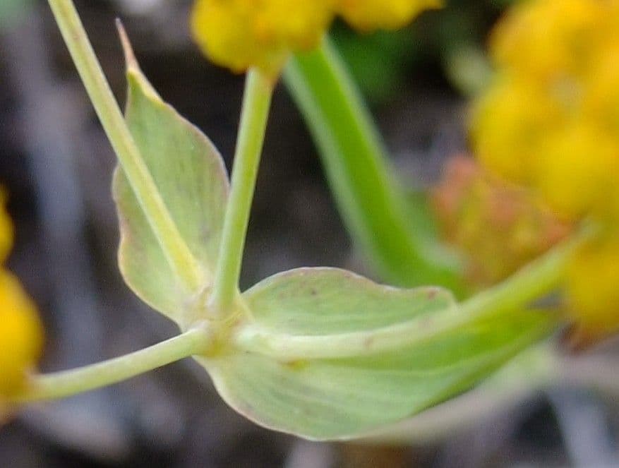 Bupleuro ranuncoloide 19