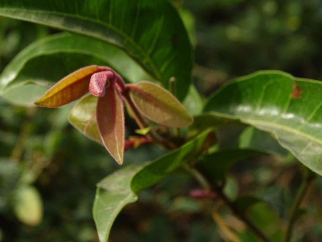 Combretum paniculatum 12