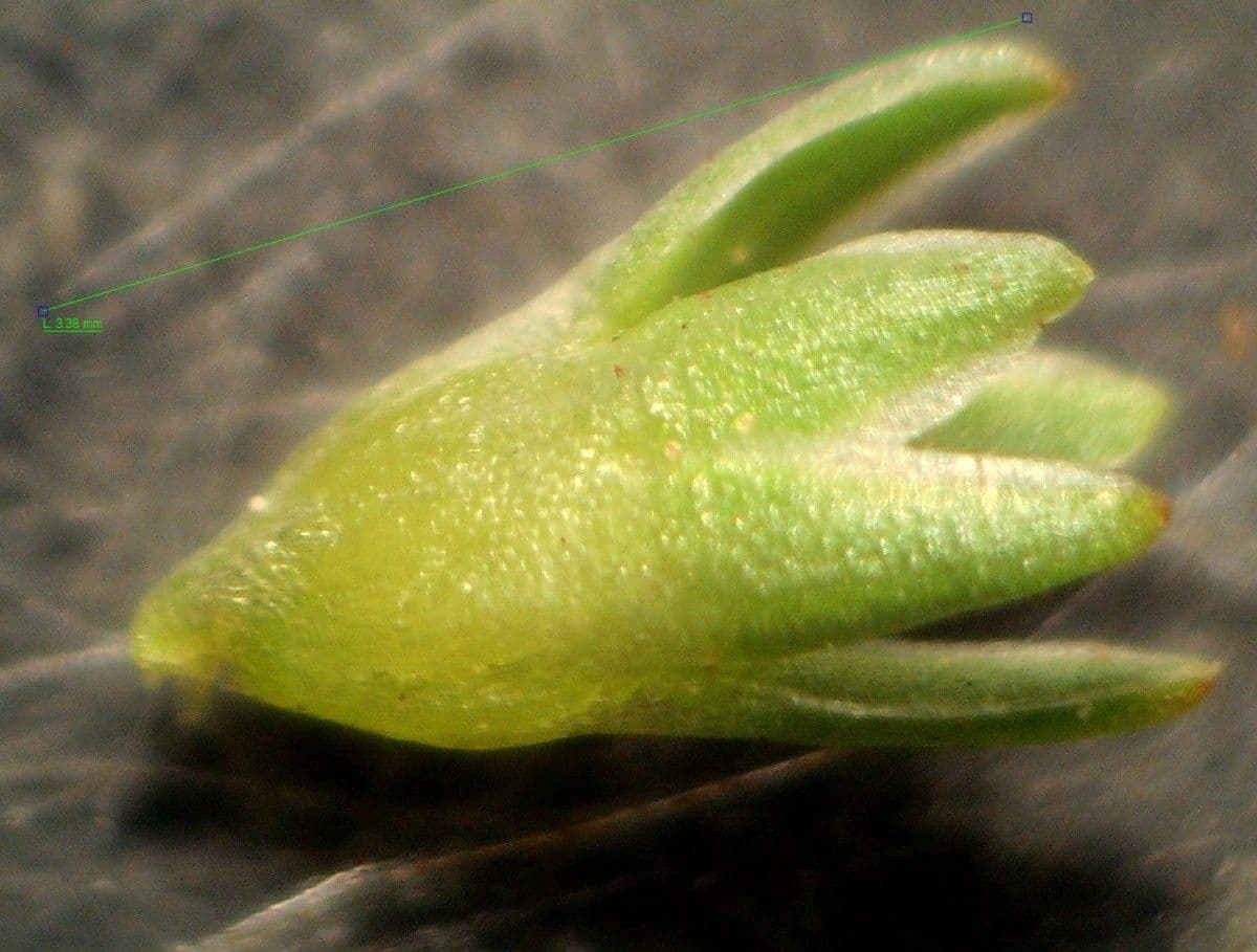 Centonchio annuale 2