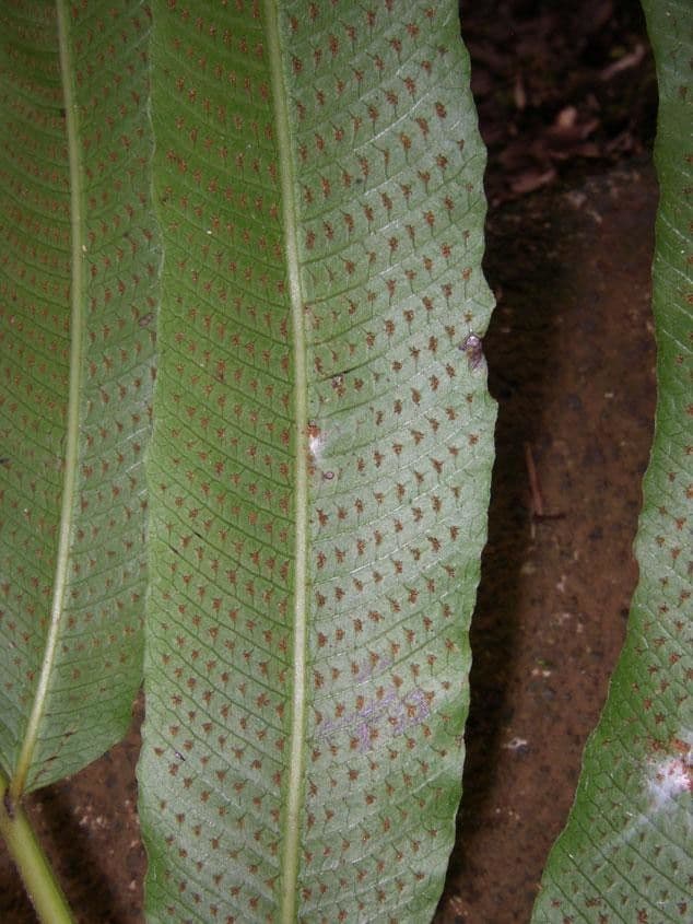 Thelypteris 6