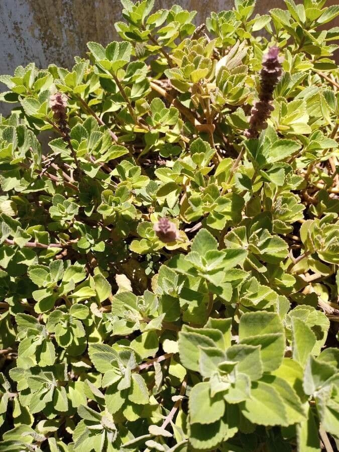 Plectranthus ornato 6