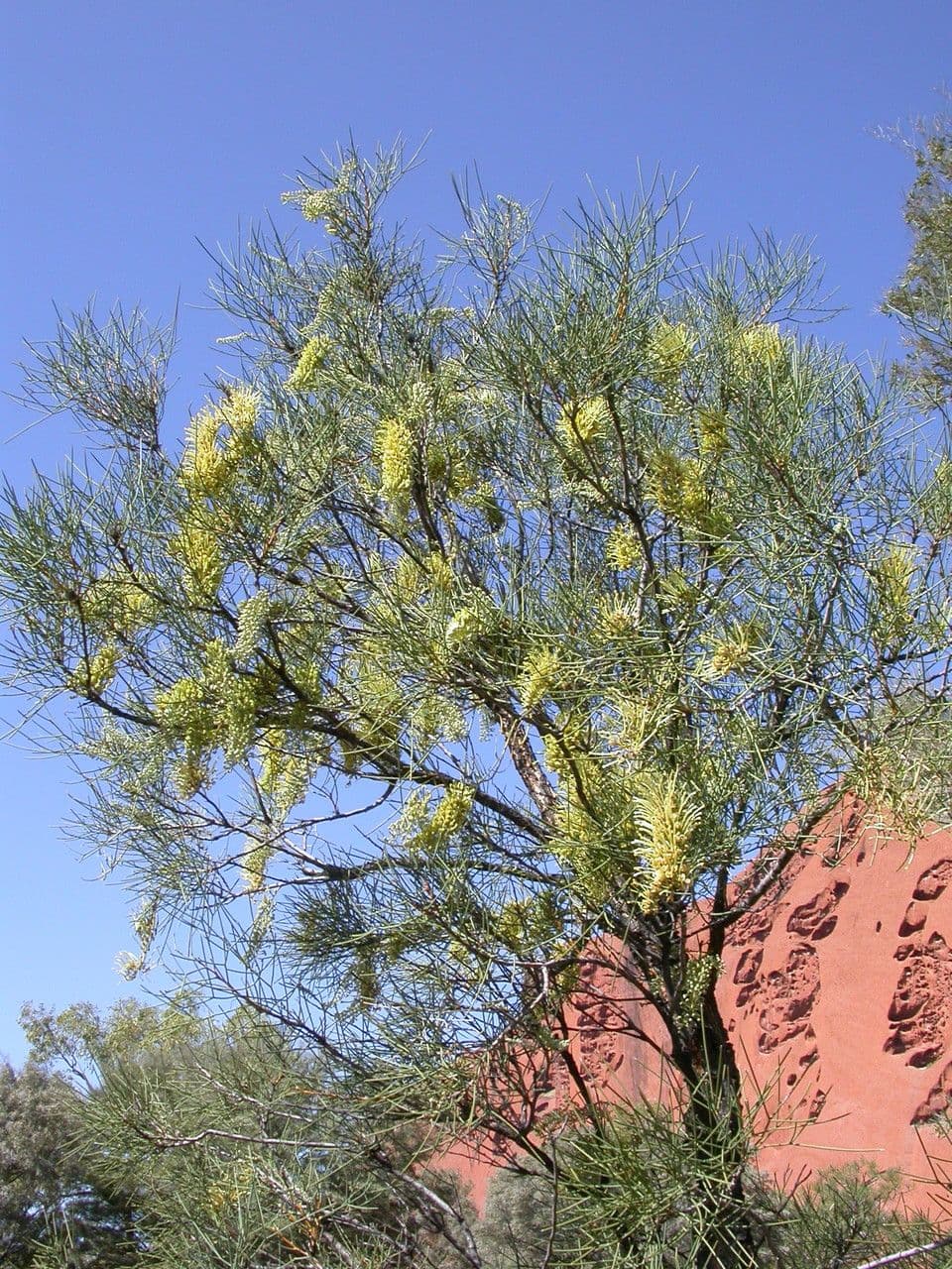 Schmalähre-Grevillea 4