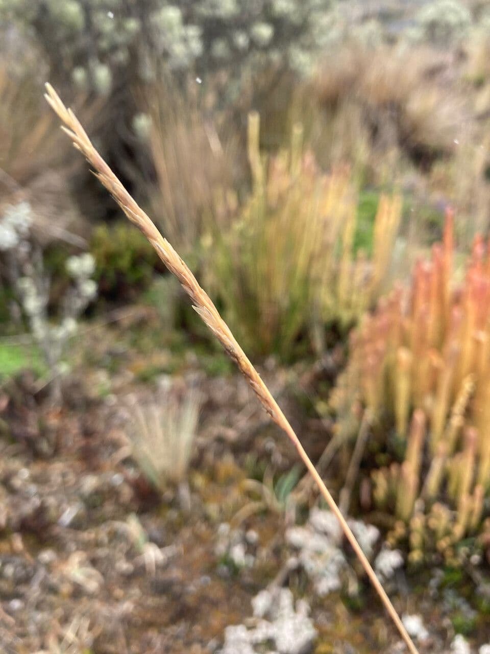 Festuca 2