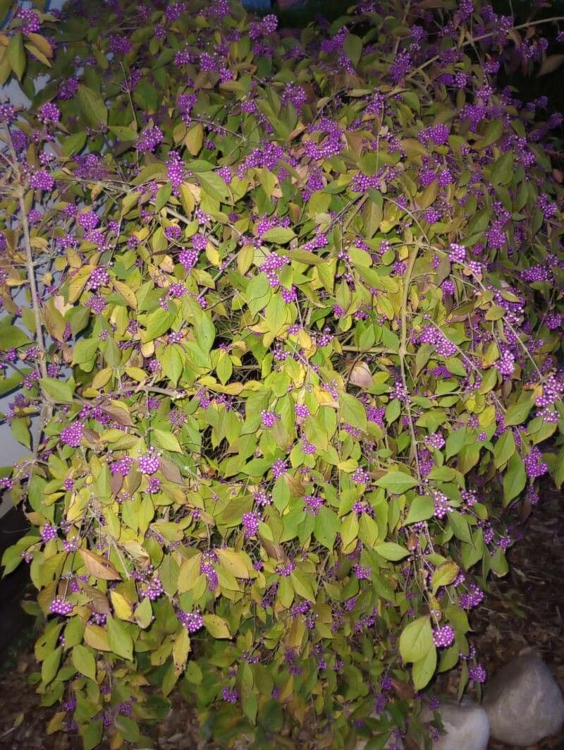 Callicarpa giapponese 15