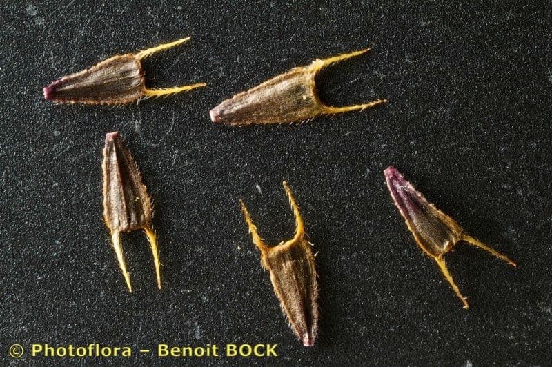 Bidens radiata 2