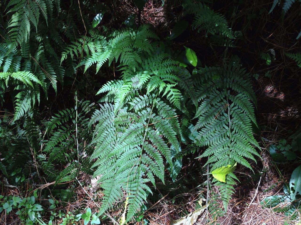 Deparia petersenii