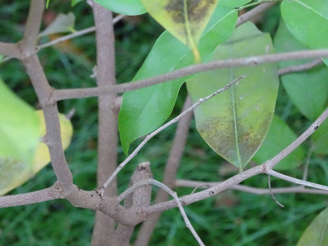Uvariodendron 2