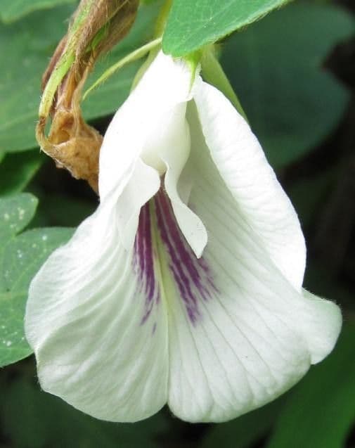 Clitoria falcata 6
