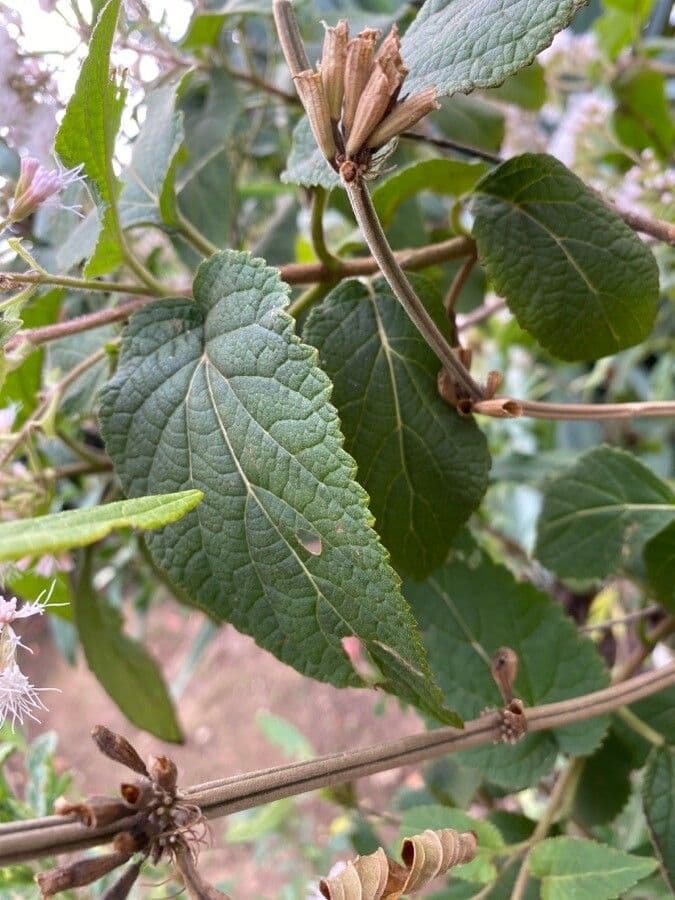 Ageratina 3