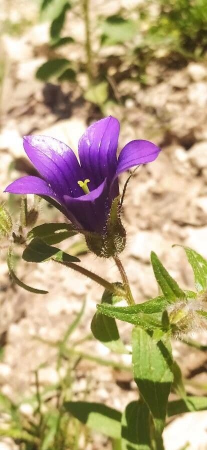 Campanula 2