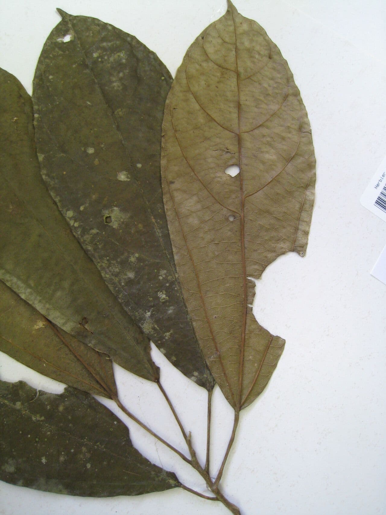 Hasseltia floribunda 22