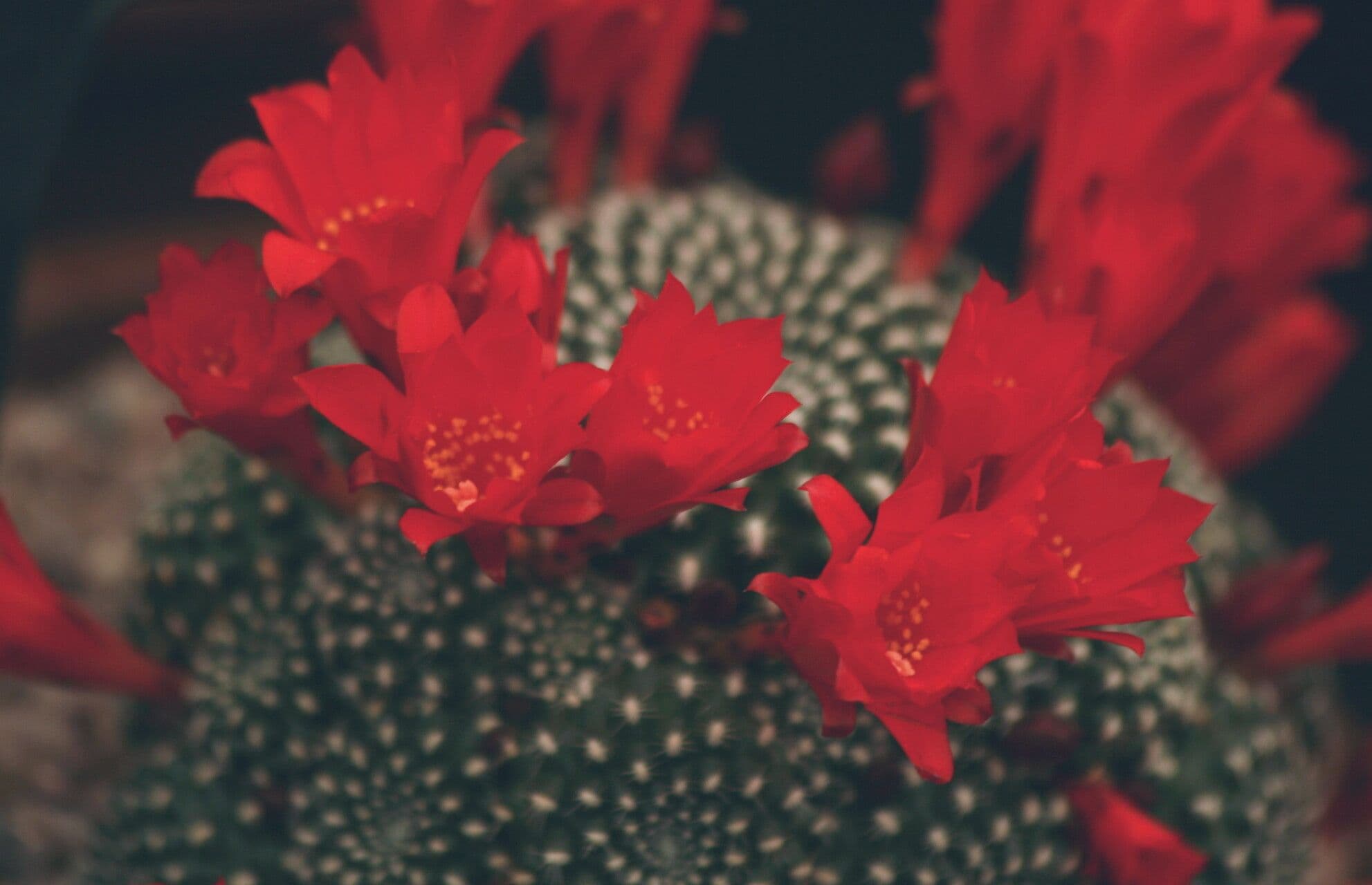 Cactus corona di fuoco 2