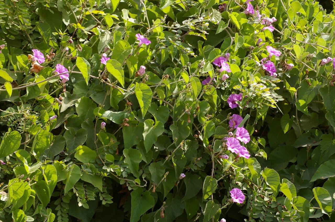 Ipomoea 5