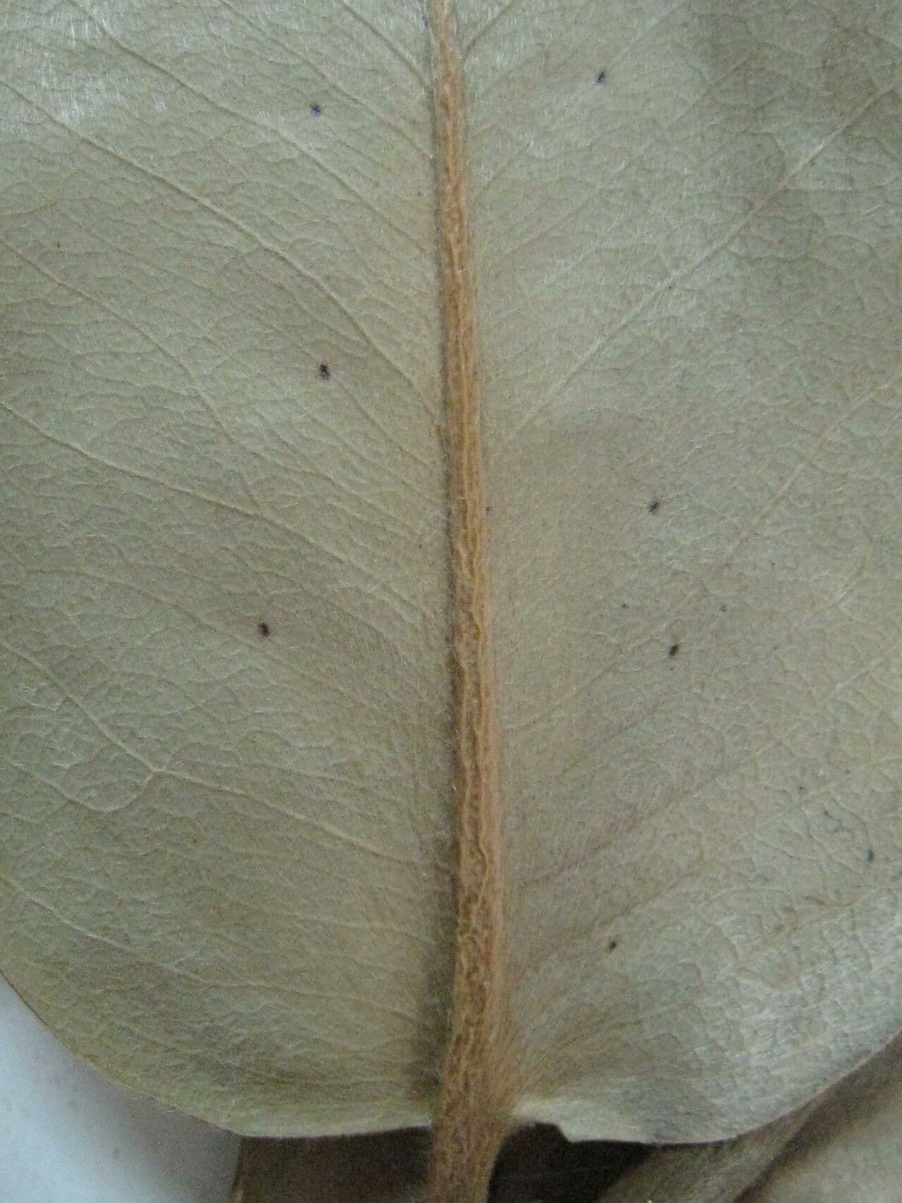 Samtapfel 13