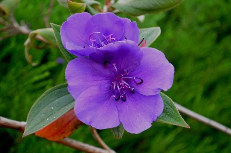 Flor de princesa 10