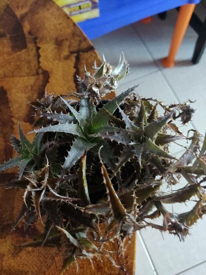 Dyckia 2