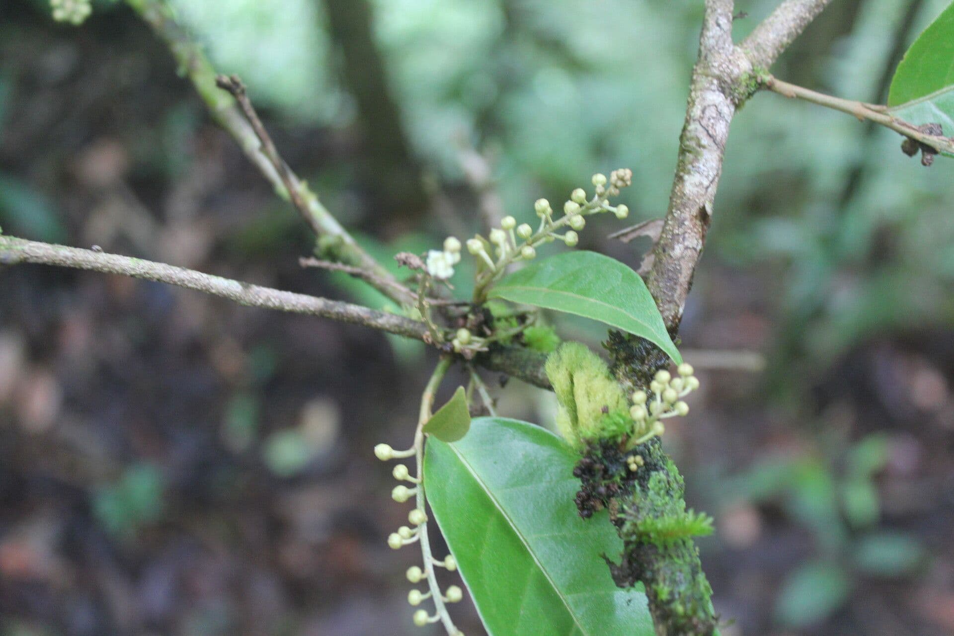 Croton 6