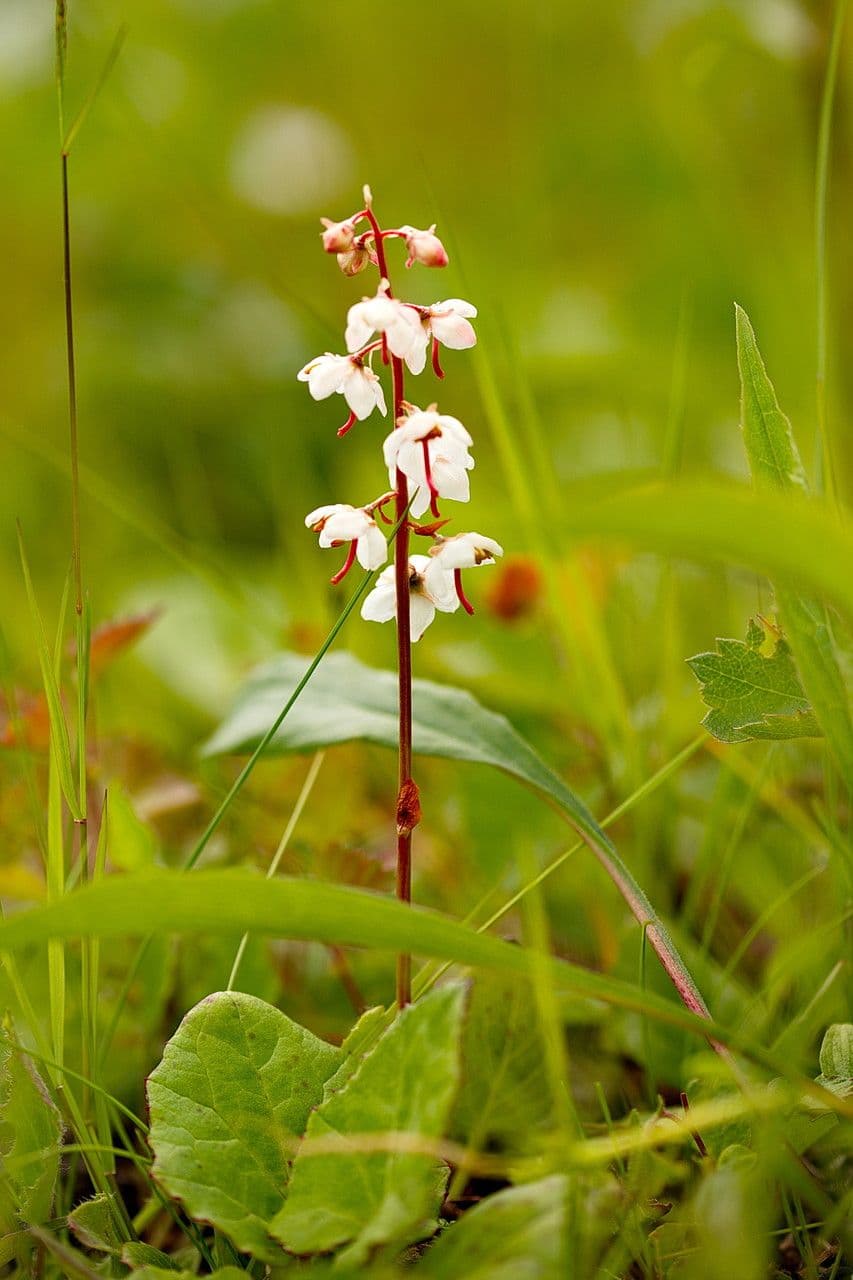 Round-leaf wintergreen 15