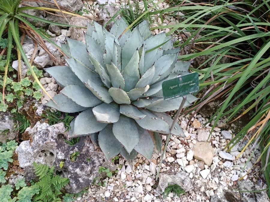 Agave 6