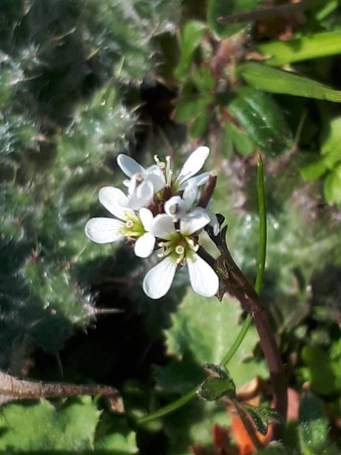 Cardamine parviflora 10