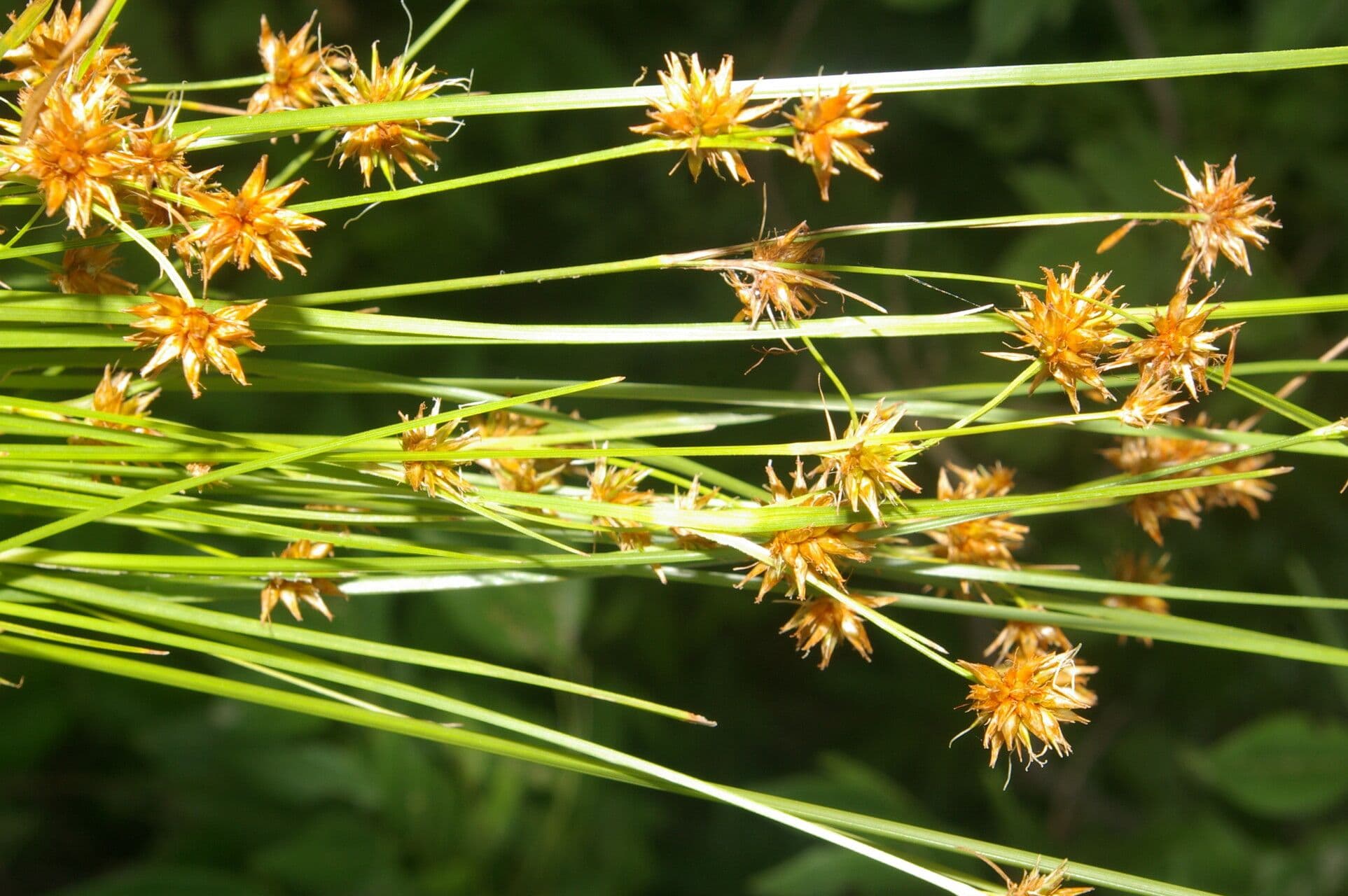 Rhynchospora 7